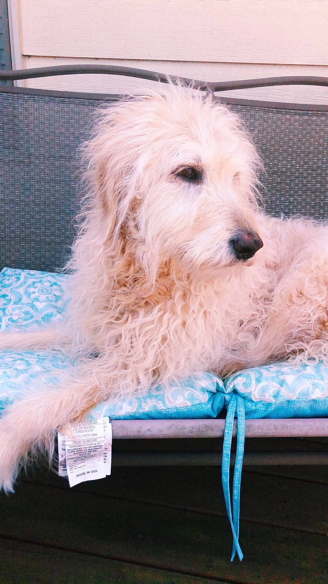 Anya is registered to the contest to win money with this photo: canidae, carnivore, companion_dog, dog, dog_breed, dog_supply, flooring, fur, labradoodle, non_sporting_group, poodle_crossbreed, rectangle, small_terrier, snout, sporting_group, terrier, toy_dog, water_dog, wood, working_animal