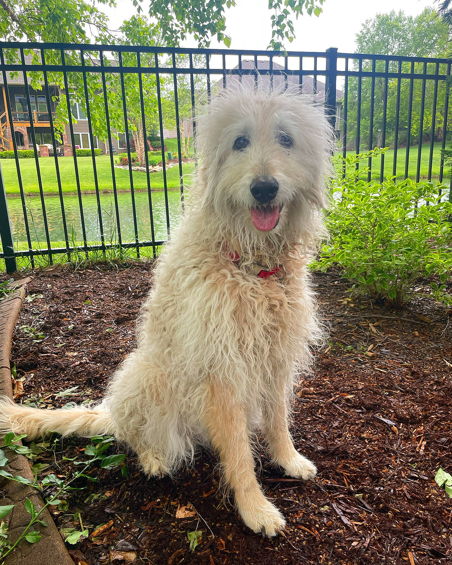 Anya is registered to the contest to win money with this photo: canidae, carnivore, companion_dog, dog, dog_breed, fence, grass, home_fencing, plant, sky, small_terrier, snout, sporting_group, tail, terrier, toy_dog, tree, water_dog, wheel, working_animal