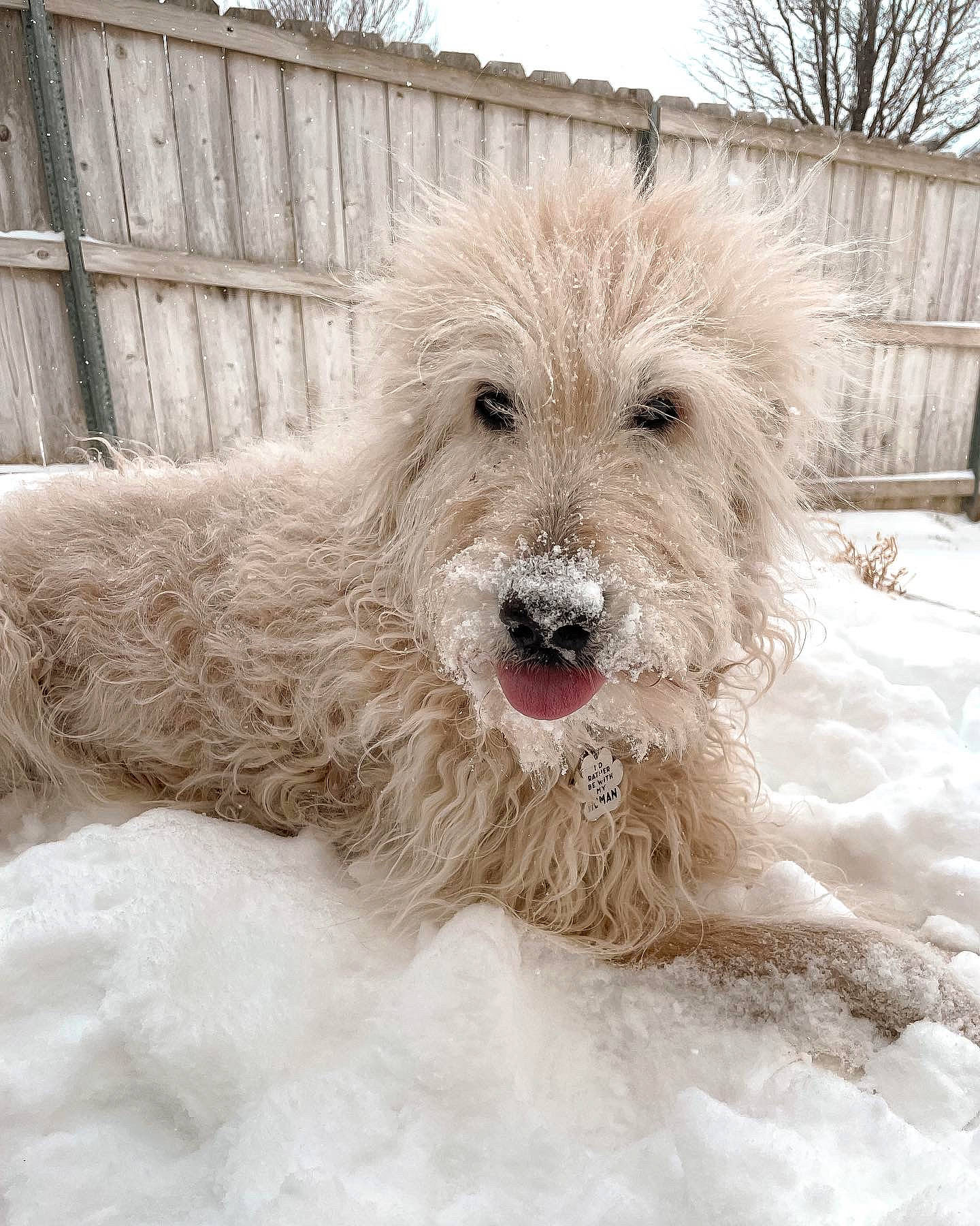 Anya joined the competition — help win amazing prizes! canidae, carnivore, companion_dog, dog, dog_breed, fence, freezing, fur, maltepoo, sky, small_terrier, snout, snow, sporting_group, terrier, toy_dog, tree, water_dog, winter, working_animal