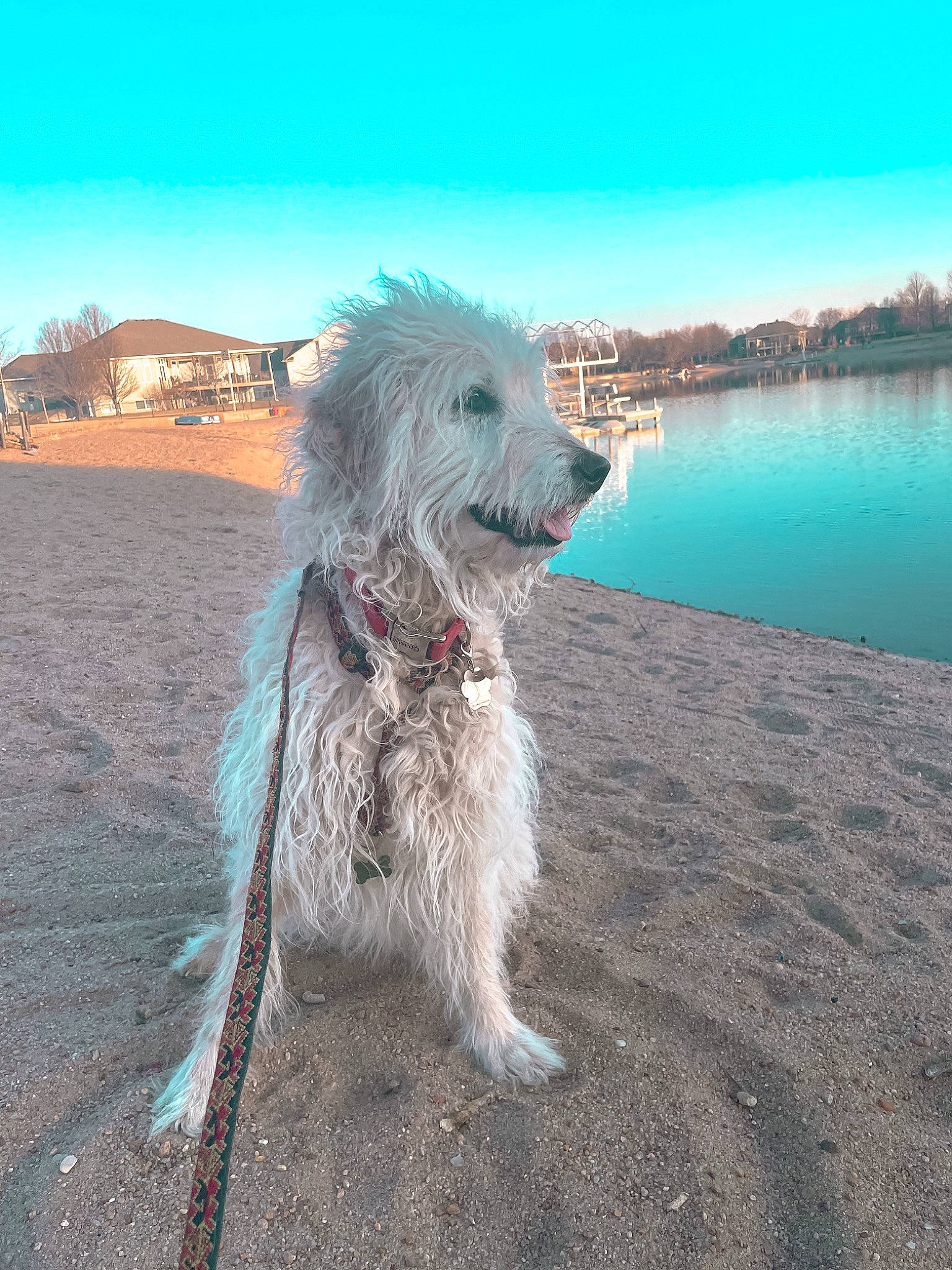 Anya is registered to the contest to win money with this photo: beach, carnivore, cloud, companion_dog, dog, dog_breed, dog_clothes, dog_collar, dog_supply, lake, landscape, leash, sky, small_terrier, snout, tail, terrier, toy_dog, tree, water