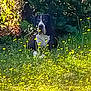 Nesko a rejoint le concours — aidez-le/la à gagner de superbes lots ! dog, black_and_white, outdoor, meadow, wildflowers, yellow_flowers, grass, nature, sunlight, greenery, animal, pet, relaxed, lying_down, shrubbery, summer, flora, canine, garden, peaceful