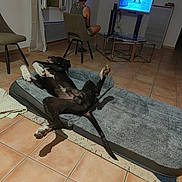 Nesko a rejoint le concours — aidez-le/la à gagner de superbes lots ! dog, dog_bed, black_dog, tile_floor, chair, person, television, living_room, window, curtains, glass_table, relaxing, indoor, shadow, pet, furniture, human, evening, resting, casual