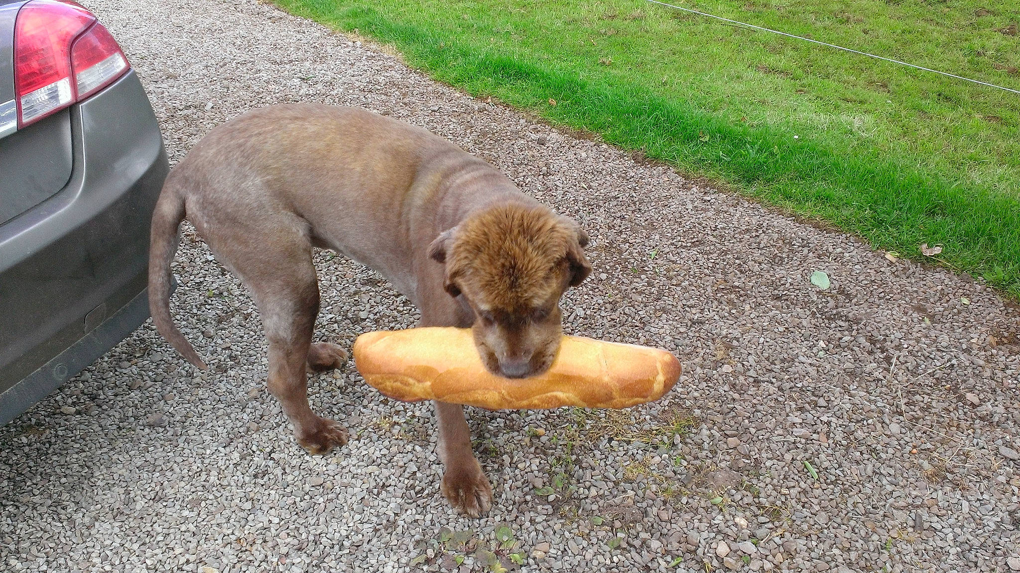 Chanel a rejoint le concours — aidez-le/la à gagner de superbes lots ! asphalt, canidae, car, carnivore, companion_dog, dog, dog_breed, fawn, grass, pet_supply, plant, road_surface, soil, street_dog, tail, vehicle, vehicle_registration_plate, wheel, working_animal, working_dog