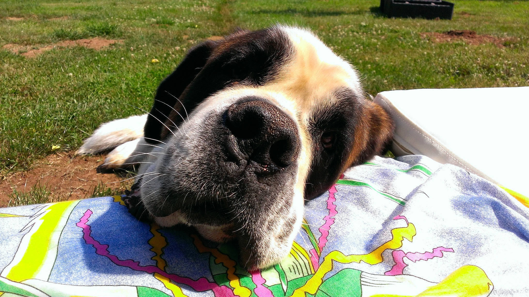 Diane participe au concours pour gagner de l'argent avec cette photo : carnivore, collar, comfort, companion_dog, dog, dog_breed, dog_collar, dog_supply, fur, grass, leash, liver, pattern, pet_supply, scent_hound, snout, sporting_group, terrestrial_animal, whiskers, working_animal