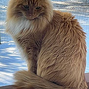 Simba is registered to the contest to win money with this photo: cat, ginger_cat, long_hair, fluffy, tail, snow, winter, outdoor, fence, wooden_rail, pet, portrait, whiskers, green_eyes, sitting, fur, majestic, backyard, animal, calm