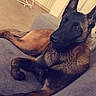 Athena a rejoint le concours — aidez-le/la à gagner de superbes lots ! dog, belgian_malinois, pet, canine, lying_down, couch, indoors, home, living_room, staircase, brown_fur, black_mask, pointed_ears, long_tail, relaxed, portrait, animal_photography, domestic_animal, furniture, candid