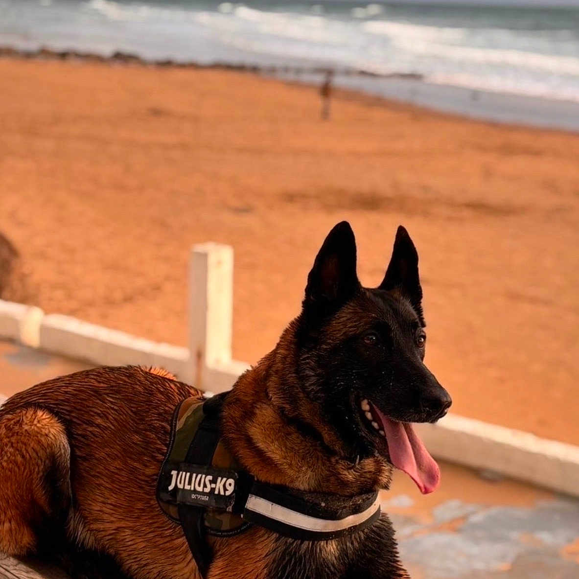 Athena a rejoint le concours — aidez-le/la à gagner de superbes lots ! dog, belgian_malinois, canine, pet, animal, outdoor, beach, seaside, ocean, waves, sand, shoreline, cloudy_sky, sunlight, railing, harness, panting, tongue_out, sitting, portrait