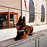Athena participe au concours pour gagner de l'argent avec cette photo : dog, belgian_malinois, german_shepherd_type, working_dog, service_dog, harness, sitting, bench, outdoor, tent, canopy, wood, metal_railing, architecture, portrait, tongue_out, pointed_ears, brown_coat, black_mask, daylight
