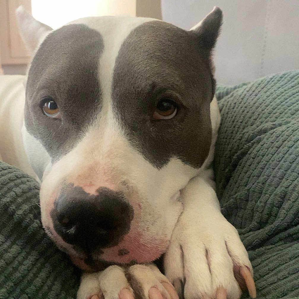 Nahla joined the competition — help win amazing prizes! animal, blanket, canine, close_up, comfort, couch, cozy, dog, ears, expression, fur, home, indoor, looking, nose, paws, pet, portrait, relaxed, resting