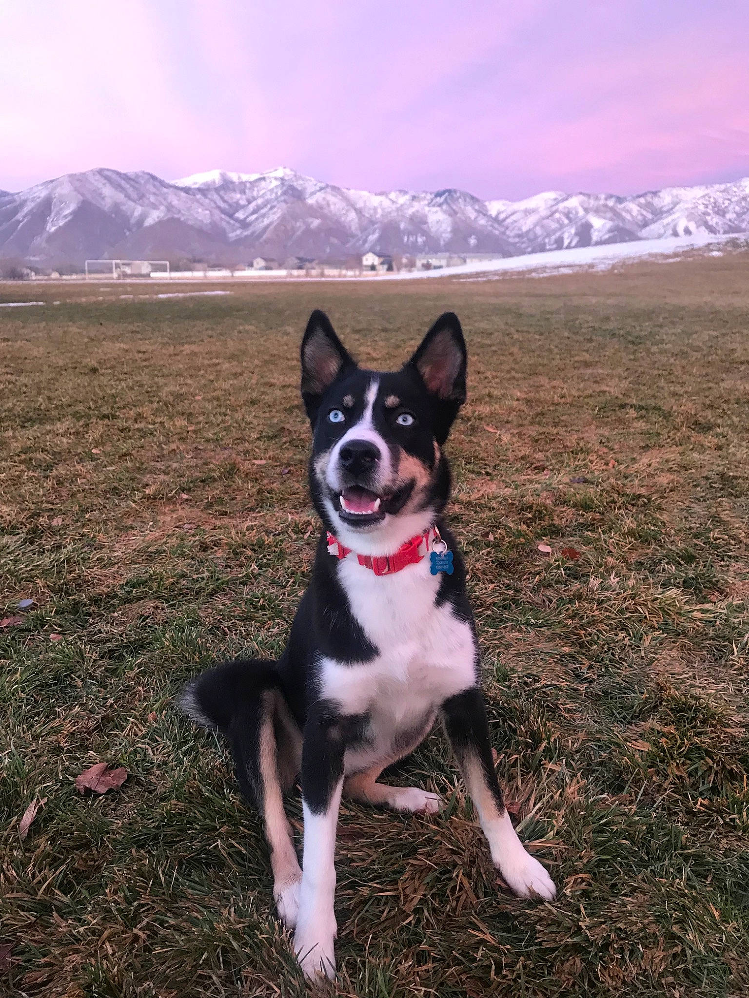 Aurora joined the competition — help win amazing prizes! australian_kelpie, canidae, carnivore, dog, dog_breed, mammal, mcnab, rat_terrier, vertebrate