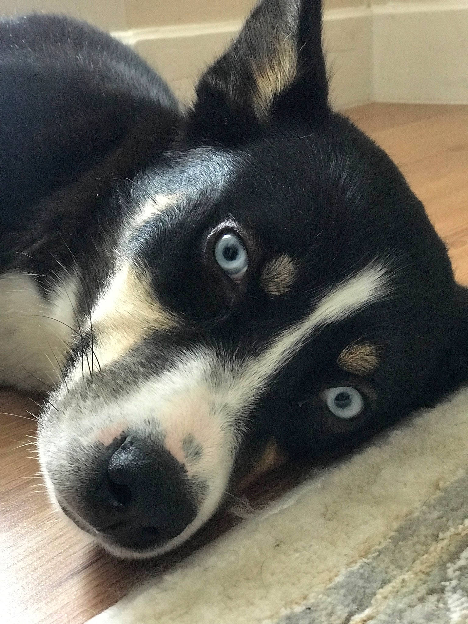 Aurora joined the competition — help win amazing prizes! canidae, carnivore, dog, dog_breed, eye, karelian_bear_dog, laika, lapponian_herder, mammal, mcnab, miniature_siberian_husky, nose, rare_breed_dog, sakhalin_husky, seppala_siberian_sleddog, siberian_husky, snout, vertebrate, whiskers