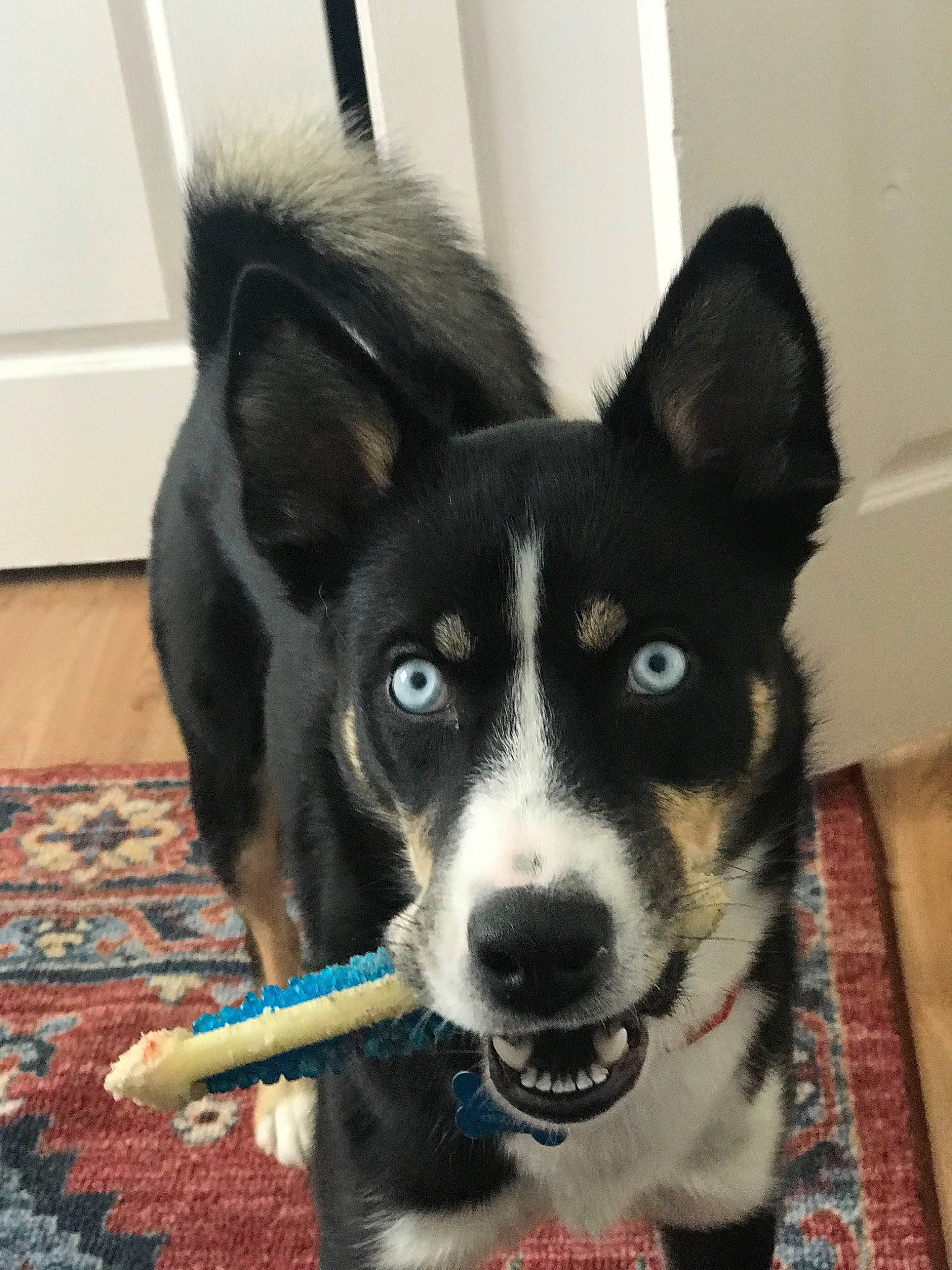 Aurora joined the competition — help win amazing prizes! canidae, carnivore, dog, dog_breed, east_siberian_laika, karelian_bear_dog, labrador_husky, laika, lapponian_herder, mammal, rare_breed_dog, russo_european_laika, sakhalin_husky, seppala_siberian_sleddog, shiba_inu, siberian_husky, snout, sporting_group, vertebrate, whiskers