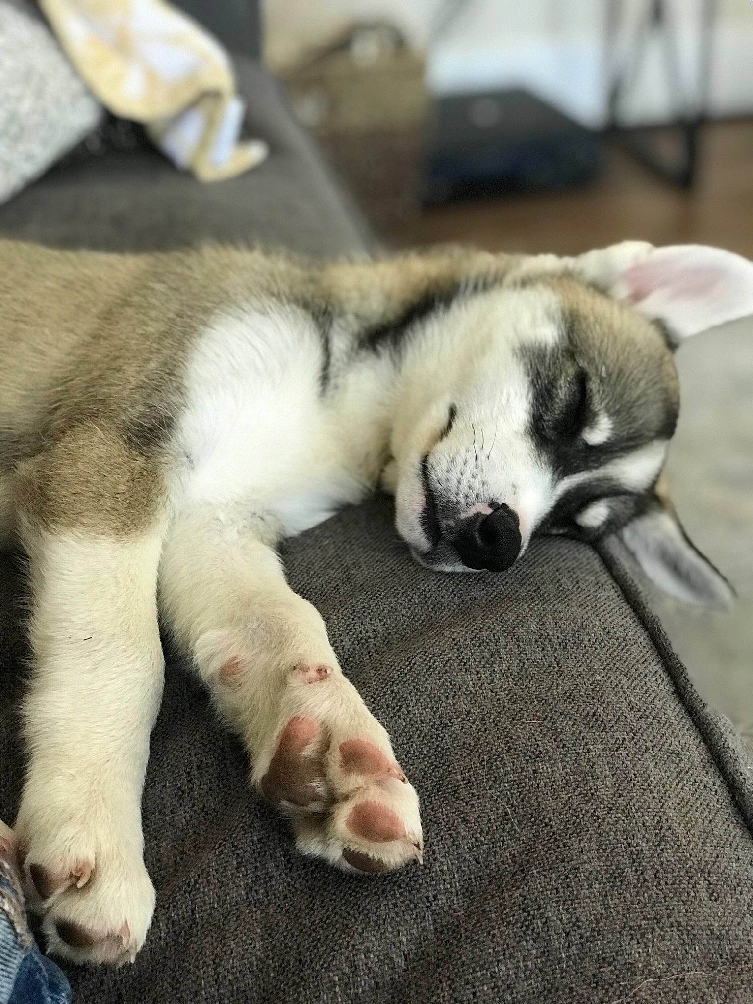 Leroy joined the competition — help win amazing prizes! alaskan_malamute, canidae, carnivore, companion_dog, dog, dog_breed, mammal, miniature_siberian_husky, nap, northern_inuit_dog, nose, paw, puppy, puppy_love, siberian_husky, sleep, snout, tail, thai_bangkaew_dog, wolfdog