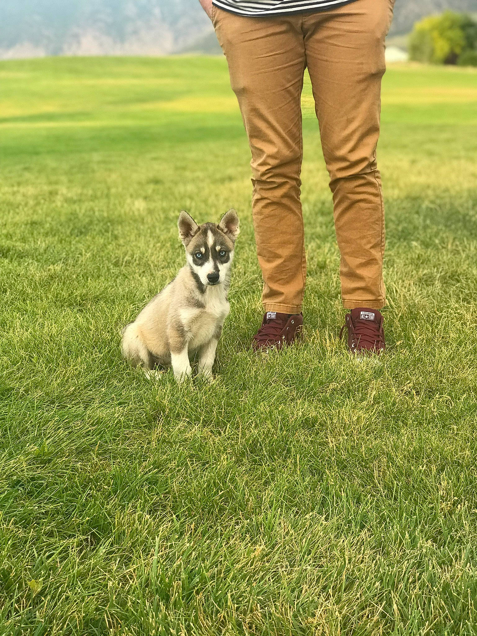 Leroy is registered to the contest to win money with this photo: canidae, carnivore, companion_dog, dog, dog_breed, grass, grassland, green, lawn, mammal, meadow, non_sporting_group, obedience_training, pasture, plant, sporting_group, vertebrate