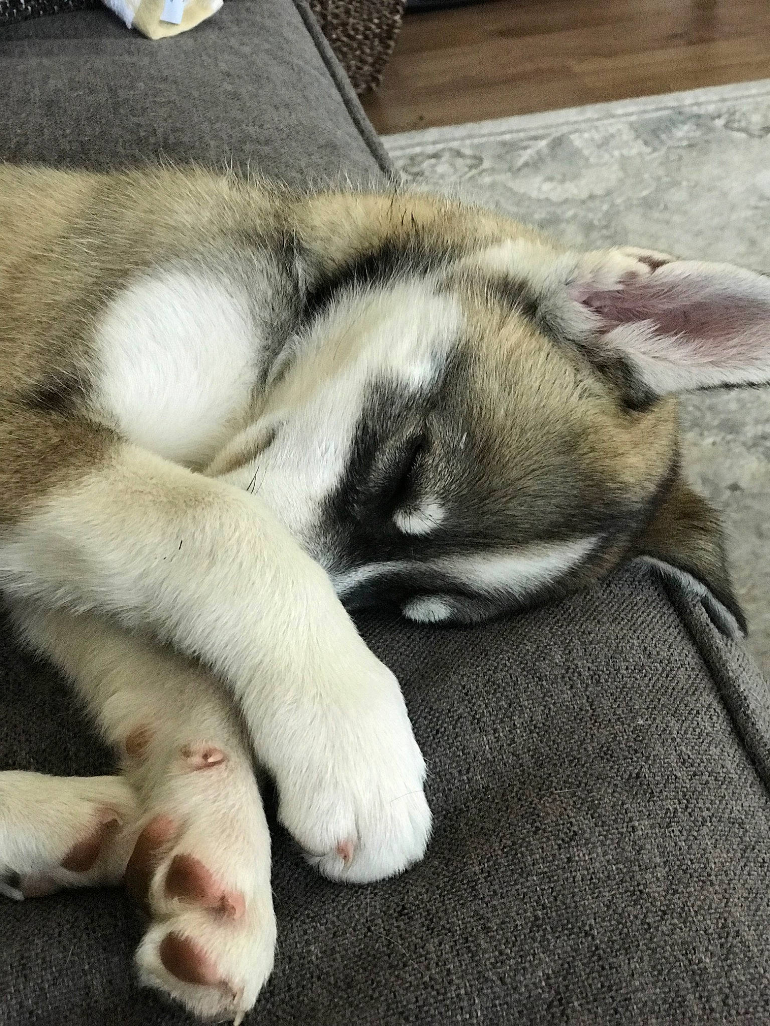 Leroy joined the competition — help win amazing prizes! alaskan_malamute, canidae, carnivore, dog, dog_breed, east_siberian_laika, mammal, miniature_siberian_husky, nap, native_american_indian_dog, northern_inuit_dog, paw, puppy, puppy_love, siberian_husky, sled_dog, sleep, thai_bangkaew_dog, vertebrate, wolfdog