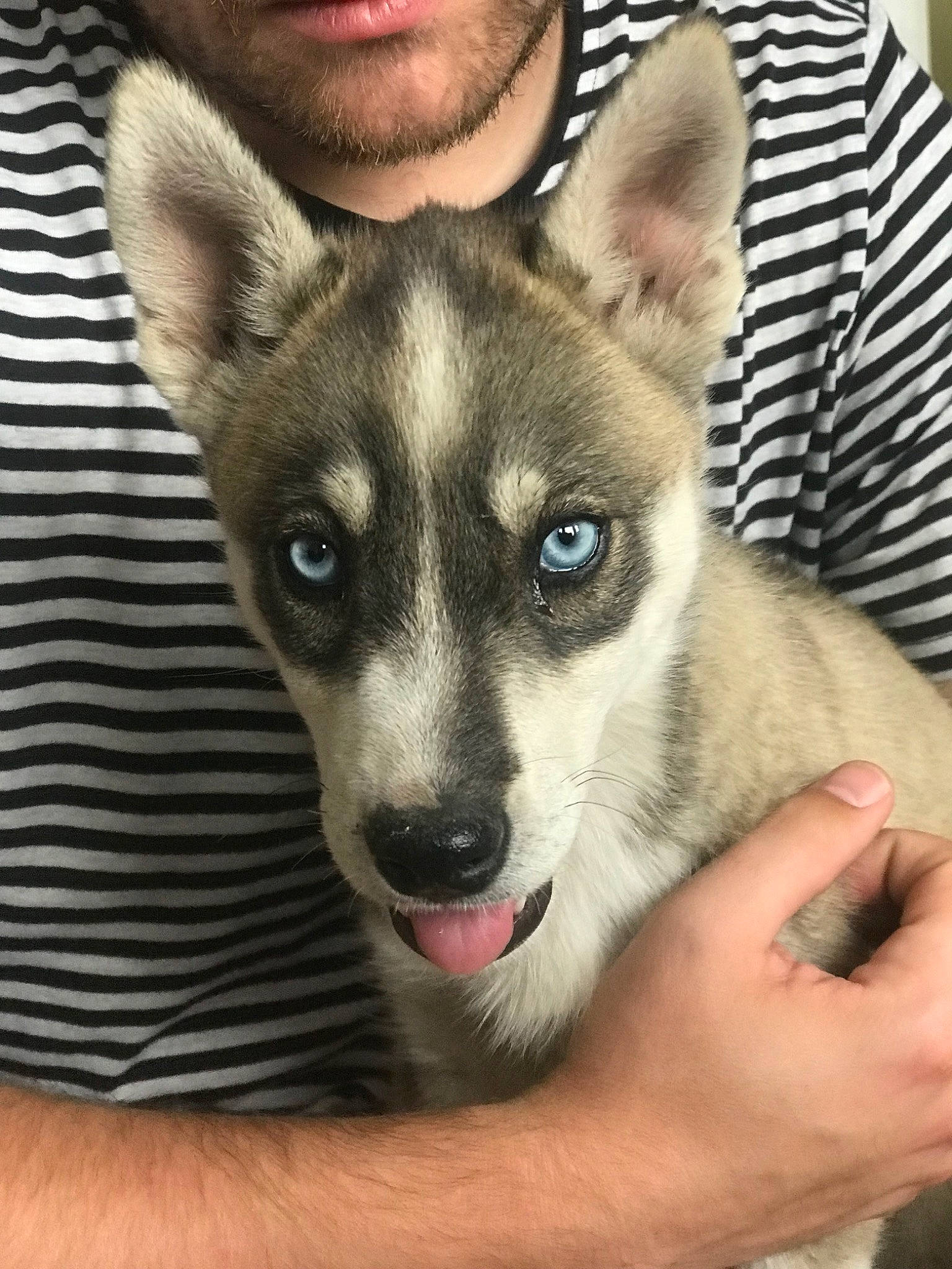 Leroy joined the competition — help win amazing prizes! canidae, carnivore, dog, dog_breed, eye, mammal, northern_inuit_dog, norwegian_elkhound, norwegian_lundehund, nose, puppy, rare_breed_dog, saarloos_wolfdog, seppala_siberian_sleddog, siberian_husky, swedish_vallhund, tamaskan_dog, vertebrate, whiskers, wolfdog