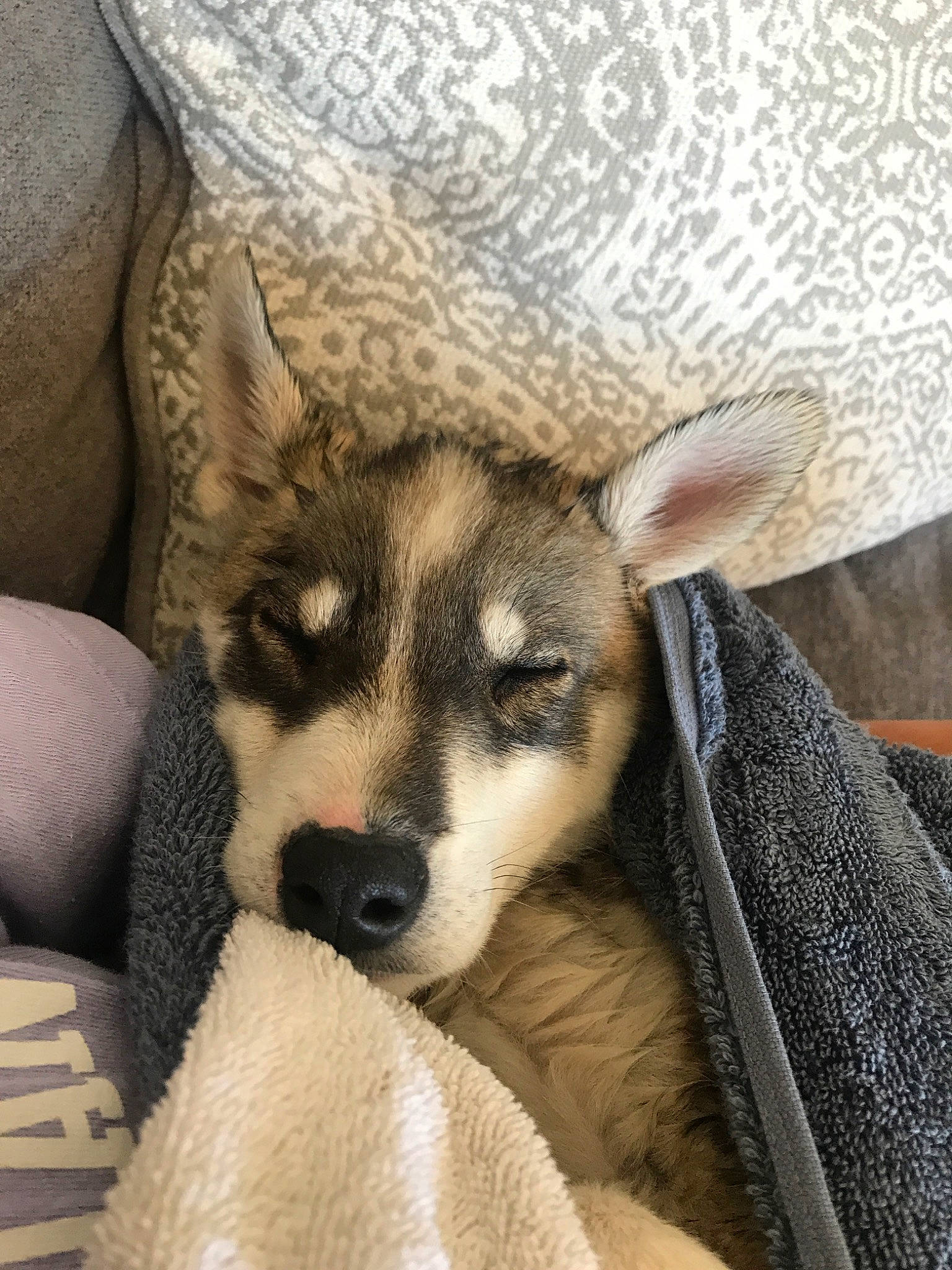 Leroy is registered to the contest to win money with this photo: alaskan_malamute, canadian_eskimo_dog, canidae, canis, carnivore, czechoslovakian_wolfdog, dog, dog_breed, mammal, northern_inuit_dog, puppy, rare_breed_dog, saarloos_wolfdog, sakhalin_husky, seppala_siberian_sleddog, siberian_husky, sled_dog, snout, vertebrate, wolfdog