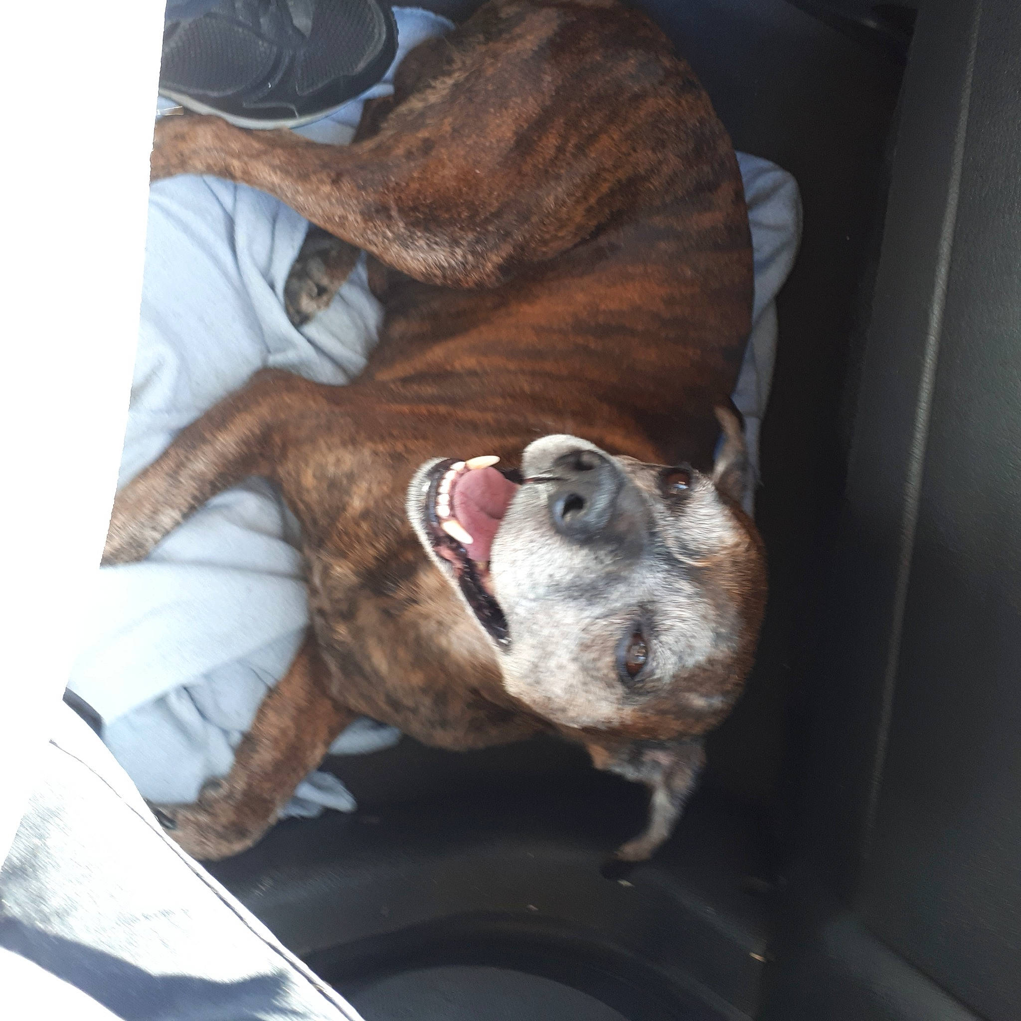 Diouk participe au concours pour gagner de l'argent avec cette photo : canidae, carnivore, collar, comfort, companion_dog, dog, dog_breed, ear, fawn, fur, guard_dog, liver, nap, non_sporting_group, sleep, sporting_group, tail, whiskers, working_animal, wrinkle