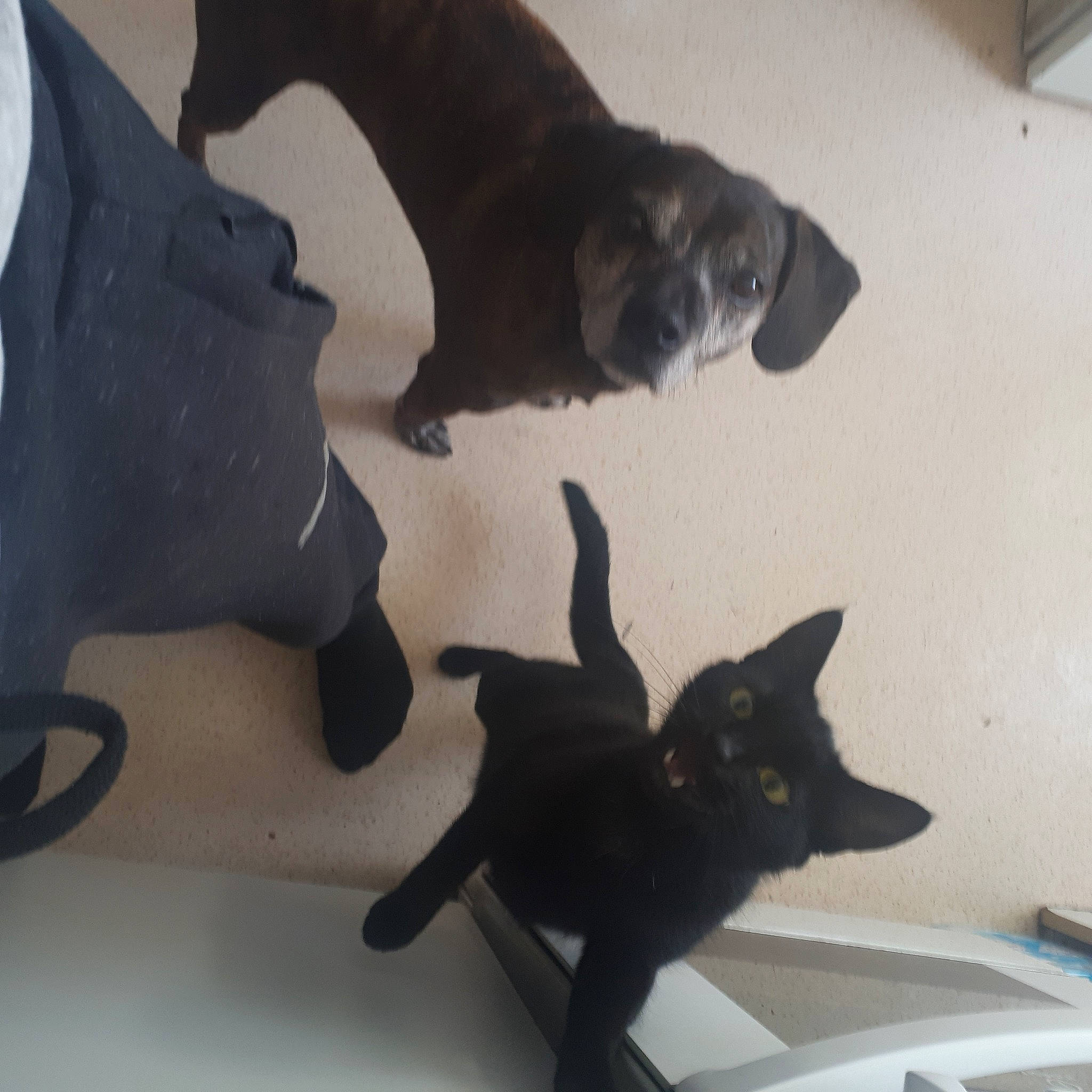 Diouk participe au concours pour gagner de l'argent avec cette photo : black_cat, bombay, carmine, carnivore, cat, companion_dog, dog_breed, domestic_short_haired_cat, felidae, flooring, fur, gesture, grey, hardwood, personal_protective_equipment, shadow, small_to_medium_sized_cats, tail, vertebrate, whiskers