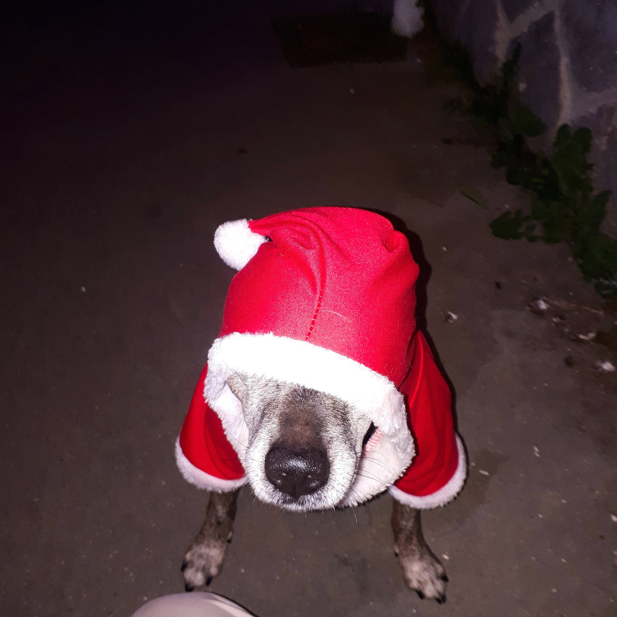 Diouk a rejoint le concours — aidez-le/la à gagner de superbes lots ! carmine, carnivore, collar, companion_dog, dog, dog_breed, dog_clothes, dog_supply, event, fawn, flooring, fur, human_leg, leash, road_surface, sidewalk, snout, sporting_group, tail, working_animal