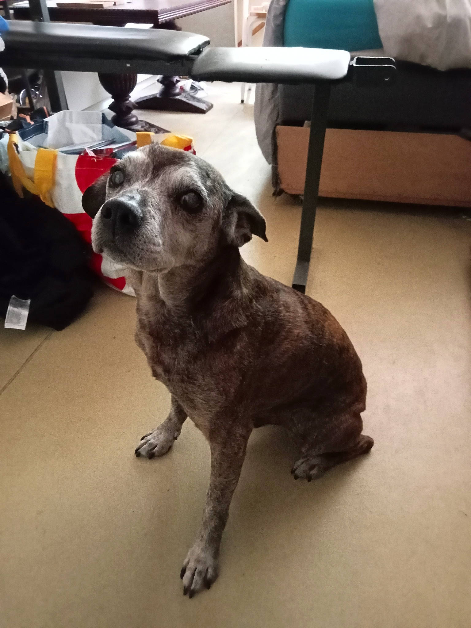 Diouk participe au concours pour gagner de l'argent avec cette photo : canidae, carnivore, chair, collar, companion_dog, dog, dog_breed, fawn, flooring, fur, guard_dog, metal, non_sporting_group, paw, snout, sporting_group, tail, toy_dog, whiskers, working_animal