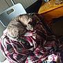 blanket, can, cat, chair, clutter, cozy, daylight, domestic_animal, fabric, furniture, household, indoor, pet, plaid, relaxation, resting, sleeping, striped, tabby, wooden_table