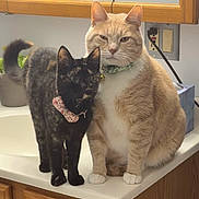 Mojo And Akaza joined the competition — help win amazing prizes! animal, bathroom, cat, collar, companions, counter, curious, cute, domestic_animal, ears, feline, houseplant, indoor, orange_cat, pets, sink, sitting, tail, tortoiseshell_cat, whiskers