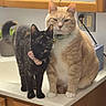 animal, bathroom, cat, collar, companions, counter, curious, cute, domestic_animal, ears, feline, houseplant, indoor, orange_cat, pets, sink, sitting, tail, tortoiseshell_cat, whiskers
