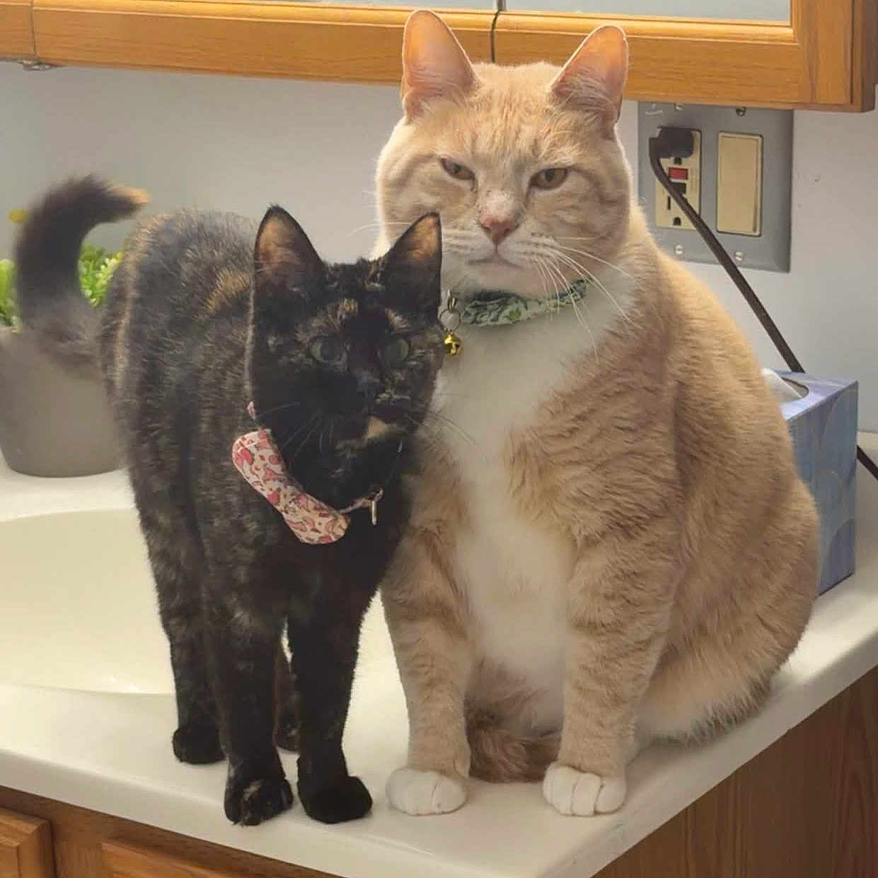 Mojo And Akaza joined the competition — help win amazing prizes! animal, bathroom, cat, collar, companions, counter, curious, cute, domestic_animal, ears, feline, houseplant, indoor, orange_cat, pets, sink, sitting, tail, tortoiseshell_cat, whiskers