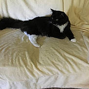 Bella is registered to the contest to win money with this photo: cat, black_and_white, feline, pet, animal, indoor, couch, blanket, fur, whiskers, relaxed, home, domestic, resting, mammal, tail, curious, soft, comfortable, cozy