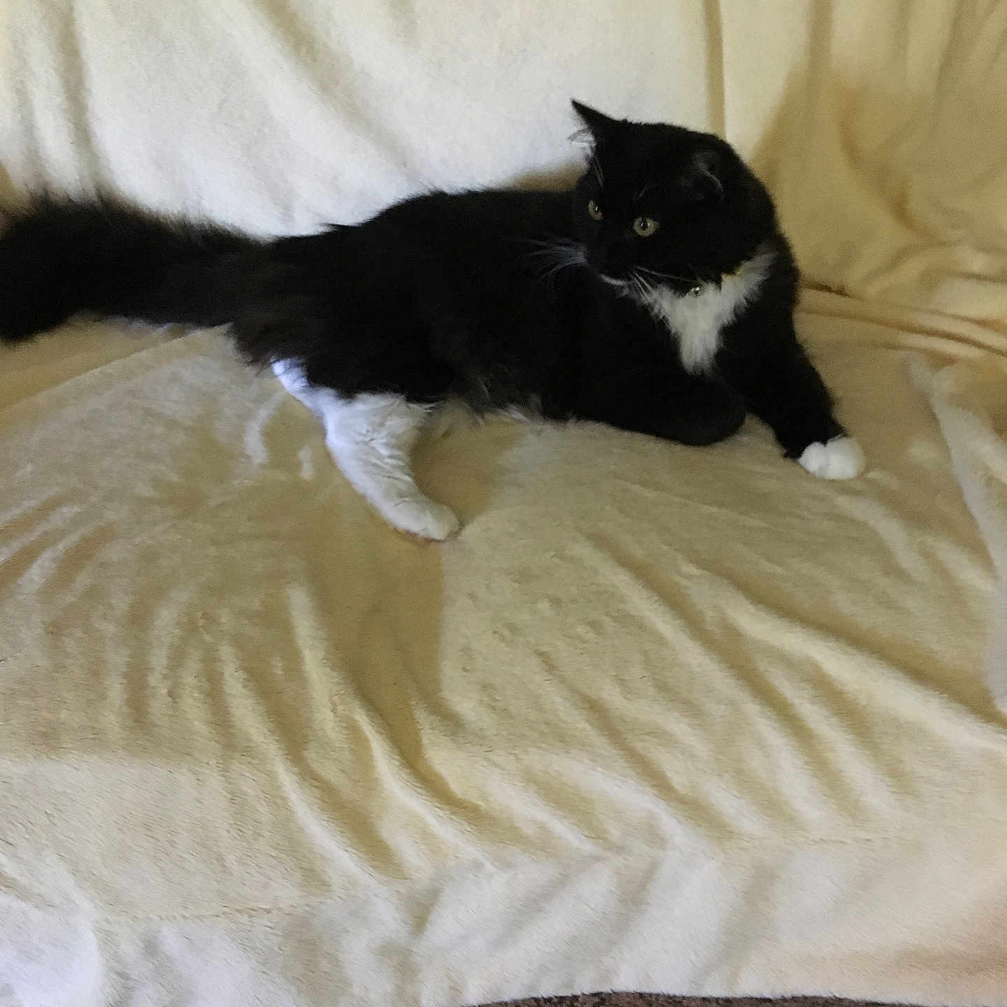 Bella is registered to the contest to win money with this photo: animal, black_and_white, blanket, cat, comfortable, couch, cozy, curious, domestic, feline, fur, home, indoor, mammal, pet, relaxed, resting, soft, tail, whiskers