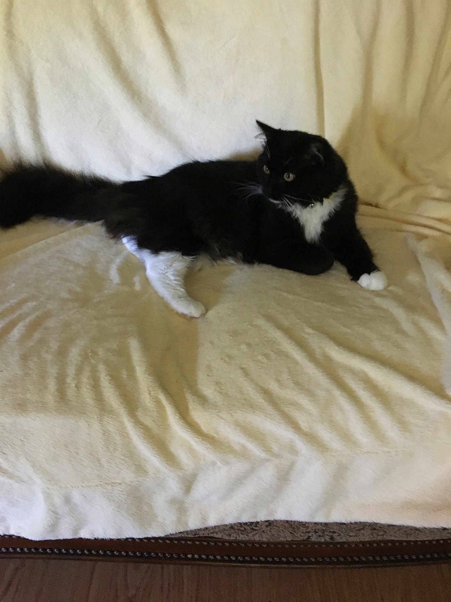 Bella is registered to the contest to win money with this photo: cat, black_and_white, feline, pet, animal, indoor, couch, blanket, fur, whiskers, relaxed, home, domestic, resting, mammal, tail, curious, soft, comfortable, cozy