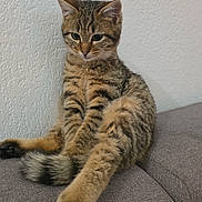 Batman participe au concours pour gagner de l'argent avec cette photo : cat, tabby_cat, kitten, sitting, couch, sofa, wall, indoor, fur, paws, tail, whiskers, portrait, pet, domestic_cat, textured_wall, upholstery, relaxed, curious, closeup
