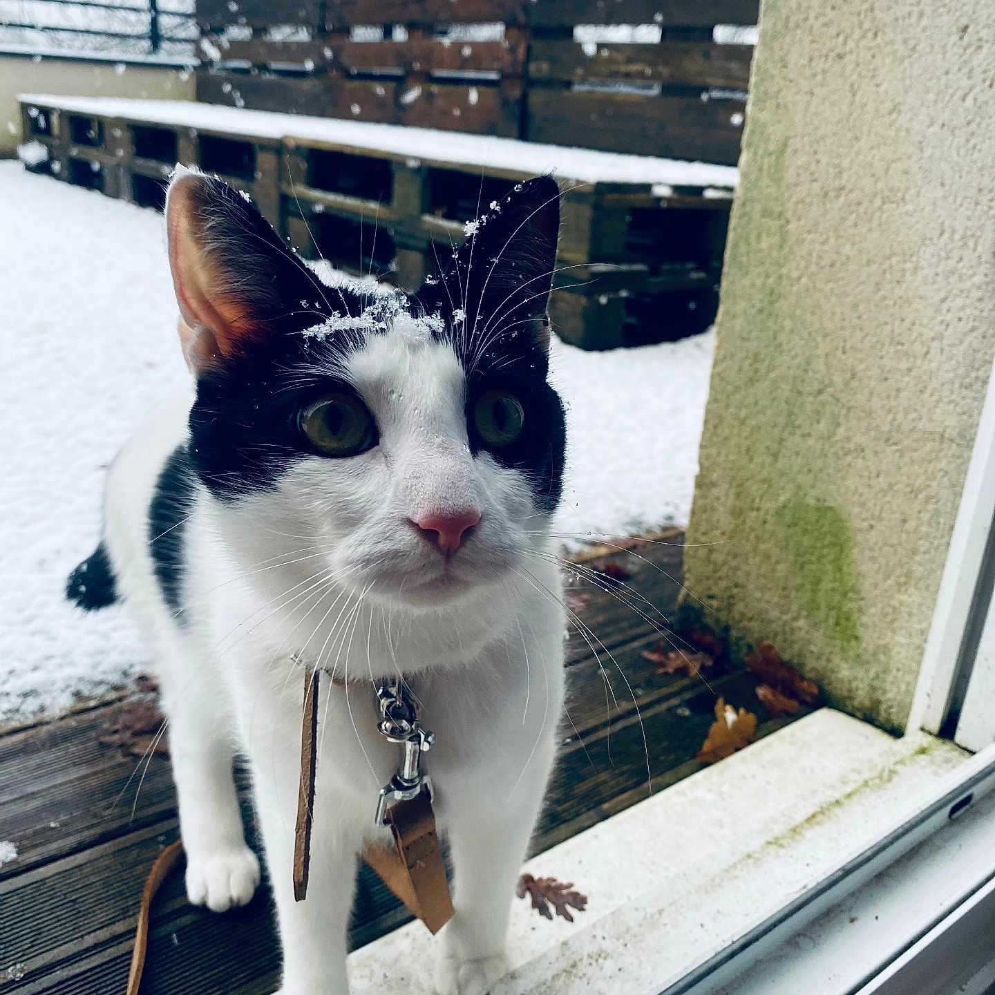 Rajah participe au concours pour gagner de l'argent avec cette photo : accessories, animal, architecture, building, cat, face, head, kitten, nature, outdoors, person, pet, photography, portrait, shelter, strap, water, waterfront, window, wood