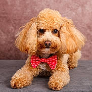 Toscane a rejoint le concours — aidez-le/la à gagner de superbes lots ! adorable, animal, apricot, bow_tie, companion, curly_fur, cute, dog, domestic_animal, fluffy, friendly, groomed, indoor, lying_down, mauve_background, pet, poodle, portrait, studio, well_dressed