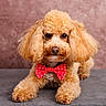 adorable, animal, apricot, bow_tie, companion, curly_fur, cute, dog, domestic_animal, fluffy, friendly, groomed, indoor, lying_down, mauve_background, pet, poodle, portrait, studio, well_dressed