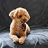 Toscane a rejoint le concours — aidez-le/la à gagner de superbes lots ! accessory, animal, blanket, canine, companion, cozy, curly_fur, cute, dog, fur, gray, indoor, leopard_print, mammal, pet, portrait, relaxed, resting, small_dog, soft_texture
