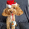 Toscane participe au concours pour gagner de l'argent avec cette photo : animal, blanket, brown_dog, christmas_ornament, cozy, curly_hair, cute, cute_pet, decor, dog, festive, holiday, holiday_season, indoor, pet, poodle, portrait, santa_hat, sitting, toy