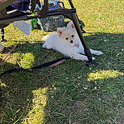Aya a rejoint le concours — aidez-le/la à gagner de superbes lots ! puppy, dog, white_fur, fluffy, small_dog, outdoor, grass, sunlight, stroller, leash, park, lying_down, sitting, collar, pink_collar, animal, pet, cute, portrait, daisy