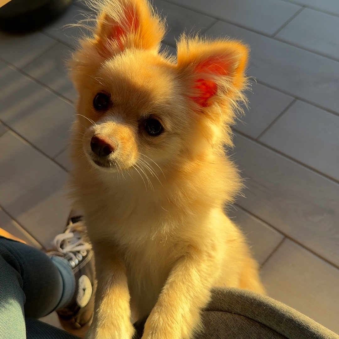 Aya participe au concours pour gagner de l'argent avec cette photo : puppy, dog, golden_fur, fluffy, small_dog, portrait, indoor, sunlight, chair, tile_floor, furniture, ears, paws, brown_eyes, nose, sitting, cute, pet, home, photography