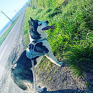 Shanna a rejoint le concours — aidez-le/la à gagner de superbes lots ! dog, husky, siberian_husky, pet, canine, animal, outdoors, rural, road, grass, tall_grass, sunlight, leash, harness, walking, standing, tongue_out, black_and_white, shadow, adventure