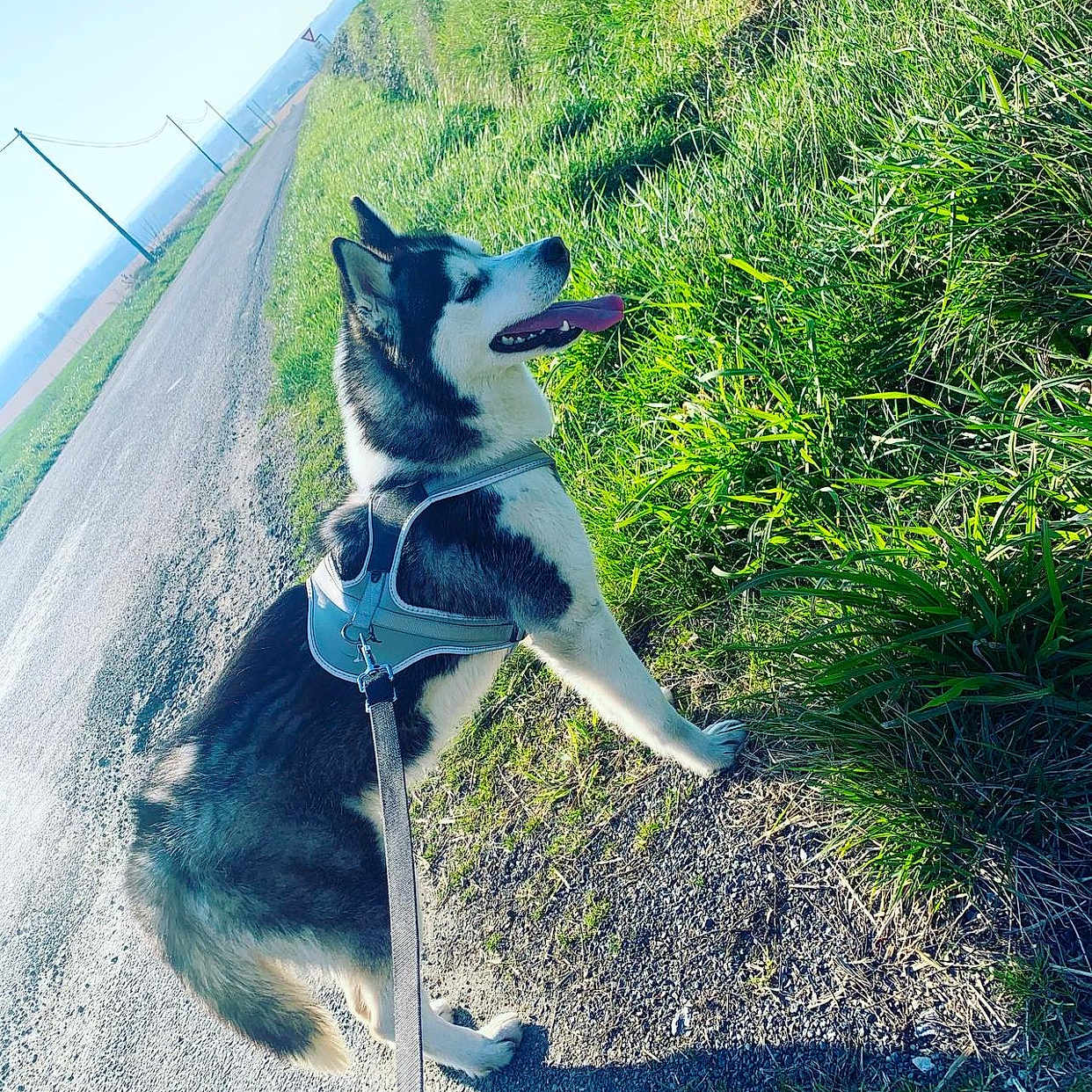 Shanna a rejoint le concours — aidez-le/la à gagner de superbes lots ! dog, husky, siberian_husky, pet, canine, animal, outdoors, rural, road, grass, tall_grass, sunlight, leash, harness, walking, standing, tongue_out, black_and_white, shadow, adventure