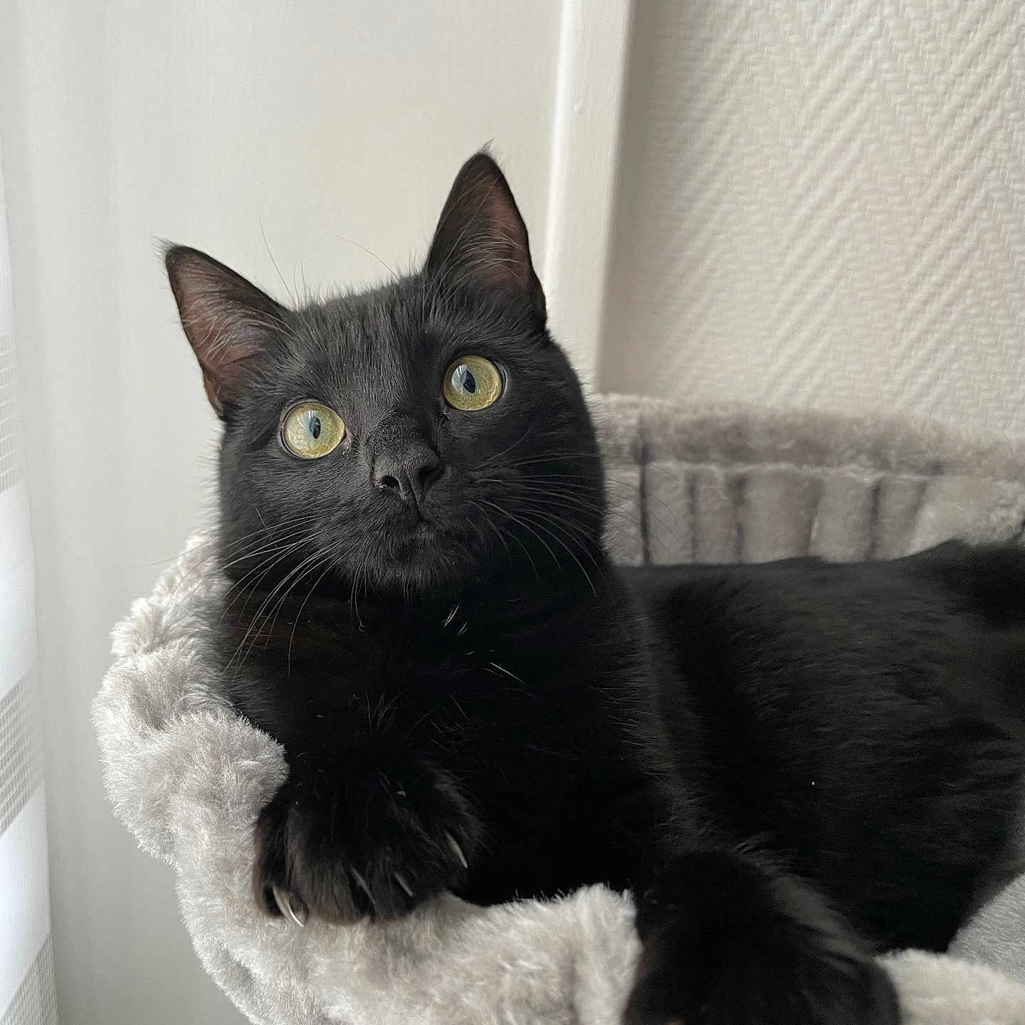 Milky participe au concours pour gagner de l'argent avec cette photo : abyssinian, animal, blackcat, blanket, cat, kitten, manx, pet