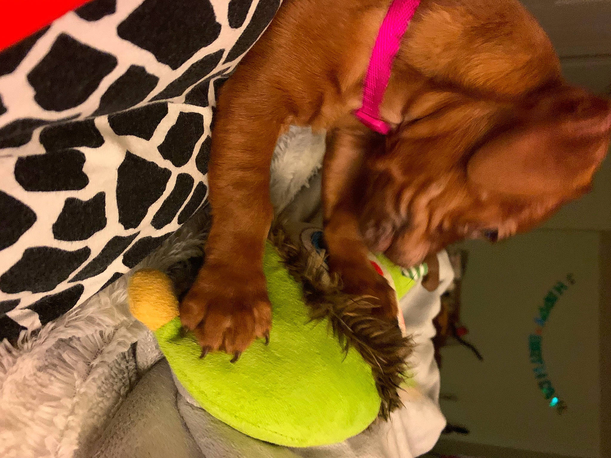 Maeve joined the competition — help win amazing prizes! canidae, carnivore, dog, dog_breed, english_cocker_spaniel, fawn, irish_setter, spaniel, sporting_group, vizsla