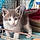 Bluebird