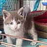 animal, bed, blue_mat, cage, cat, close_up, curious, cute, domestic, ears, fur, indoor, kitten, pet, playful, small, tail, toy_mouse, whiskers, young