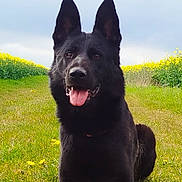 Viper participe au concours pour gagner de l'argent avec cette photo : animal, black_dog, canine, daylight, dog, ears_up, field, friendly, german_shepherd, grass, happy, lying_down, muzzle, nature, outdoor, pet, portrait, summer, tongue_out, yellow_flowers