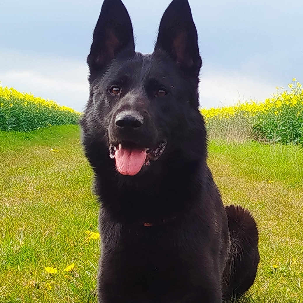 Viper participe au concours pour gagner de l'argent avec cette photo : animal, black_dog, canine, daylight, dog, ears_up, field, friendly, german_shepherd, grass, happy, lying_down, muzzle, nature, outdoor, pet, portrait, summer, tongue_out, yellow_flowers