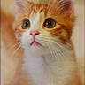 Jaguar participe au concours pour gagner de l'argent avec cette photo :