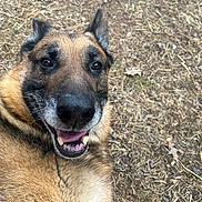 Jax joined the competition — help win amazing prizes! dog, german_shepherd, close_up, portrait, snout, nose, eyes, tongue, teeth, fur, happy, pet, outdoor, dry_grass, ground, ears, animal, playful, friendly, canine